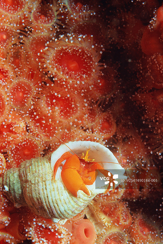 橙色寄居蟹与草莓海葵图片素材