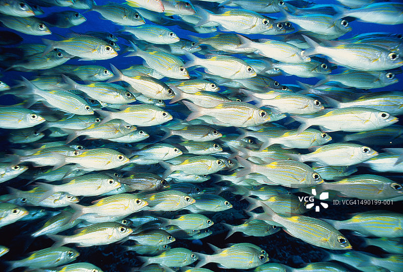 黄斑皇帝鱼群，帕劳图片素材