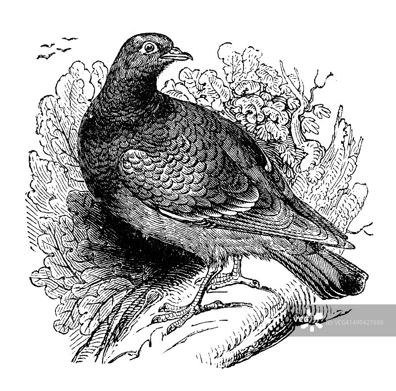 古典斑鸠插画图片素材