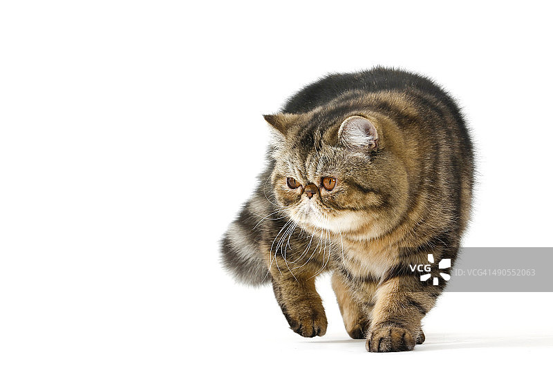 异域短发图片素材