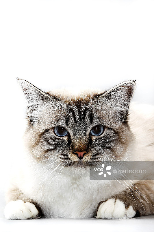 涅瓦河化装舞会图片素材