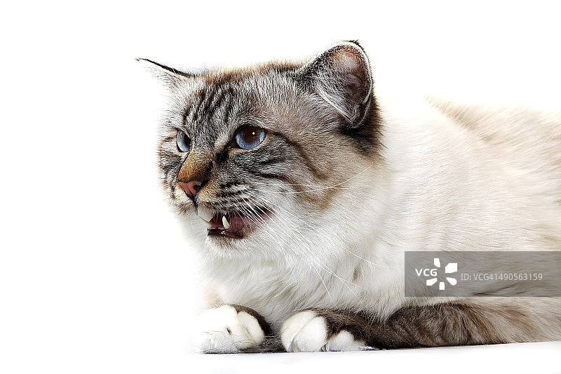 涅瓦河化装舞会图片素材