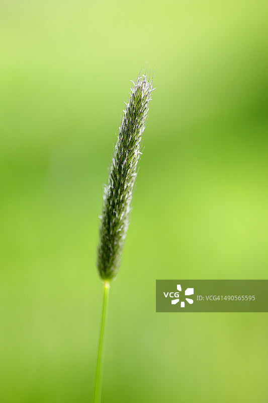 看麦娘图片素材