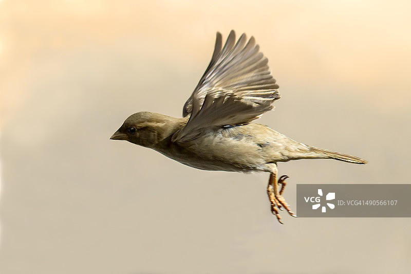 飞翔的家麻雀图片素材