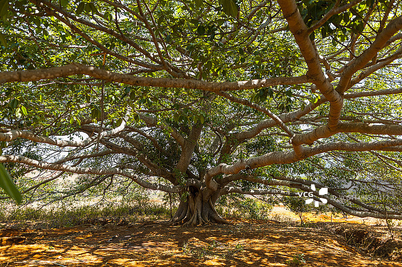 高大古老的榕树图片素材