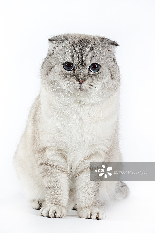 苏格兰折耳猫图片素材