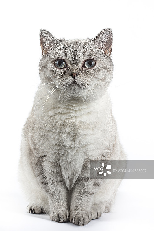 苏格兰直耳猫图片素材