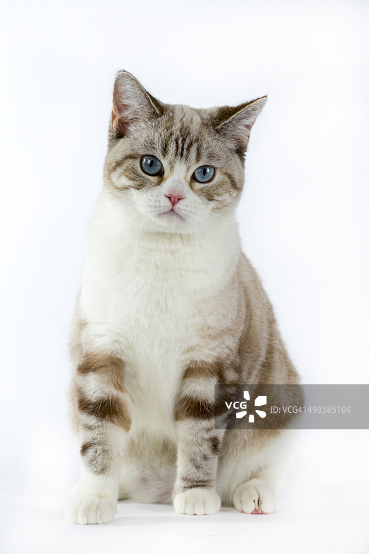 苏格兰直耳猫图片素材