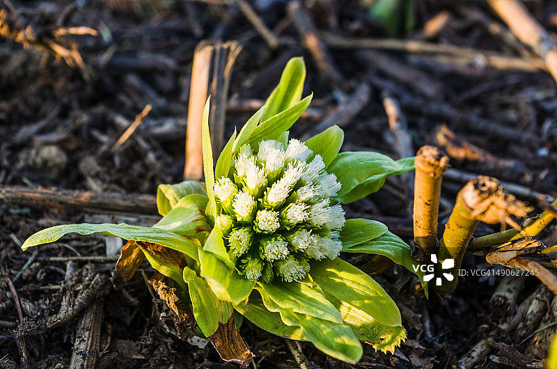 拍摄蜂斗菜 / Petasites Japonicus图片素材
