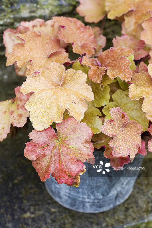 多年生植物秋叶特写图片素材