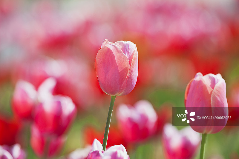 双色郁金香（百合科郁金香属）图片素材