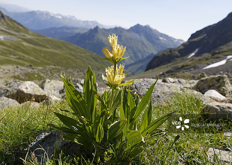 奥地利，弗拉尔贝格：斑点龙胆的特写图片素材