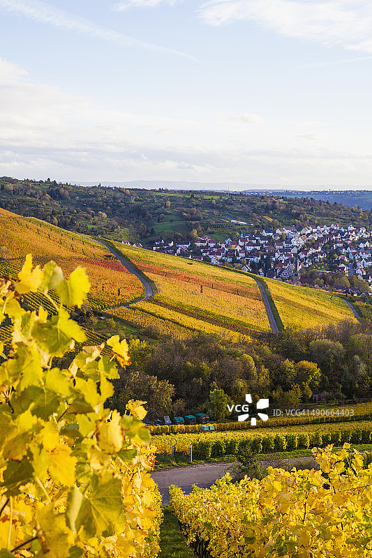 德国巴登-符腾堡州斯图加特：眺望乌尔巴赫的葡萄园图片素材