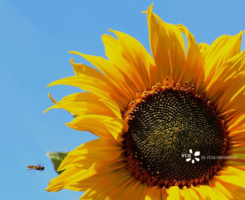 向日葵图片素材