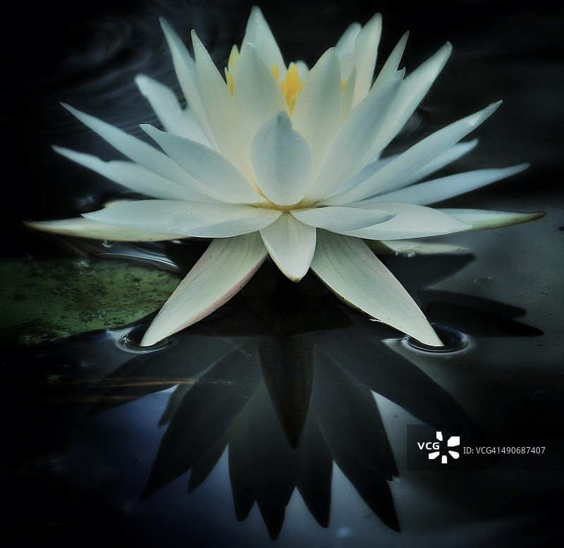 花瓣穿透水面图片素材