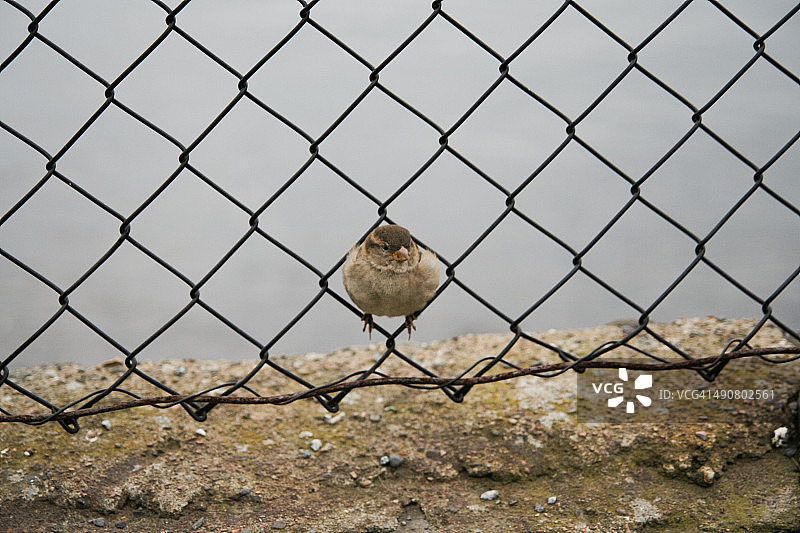 铁丝网围栏上的家麻雀图片素材