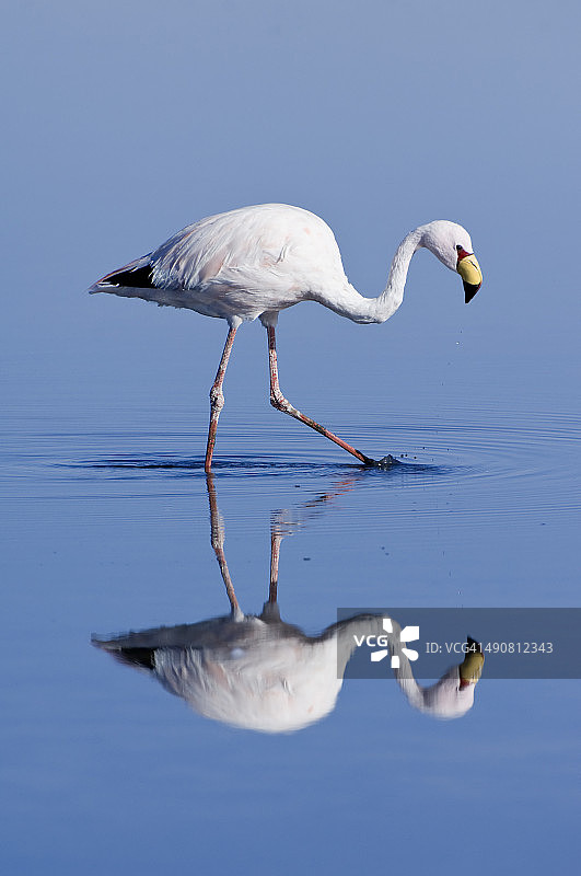 蓬娜火烈鸟图片素材