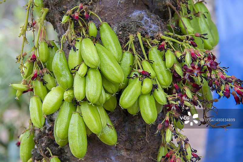 阳桃果实特写图片素材