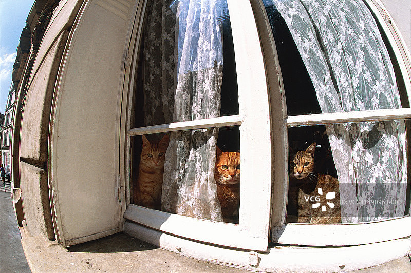 猫咪坐在房子窗户旁，室外广角视图图片素材