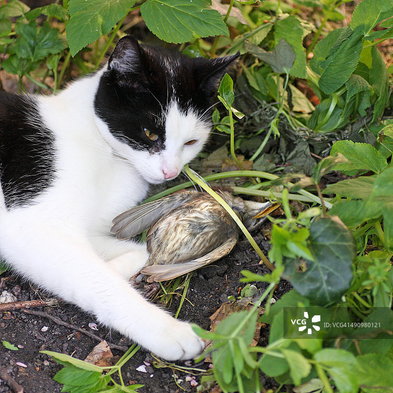叼着死鸟的猫图片素材