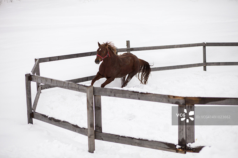 冬天在围栏内奔跑的马图片素材