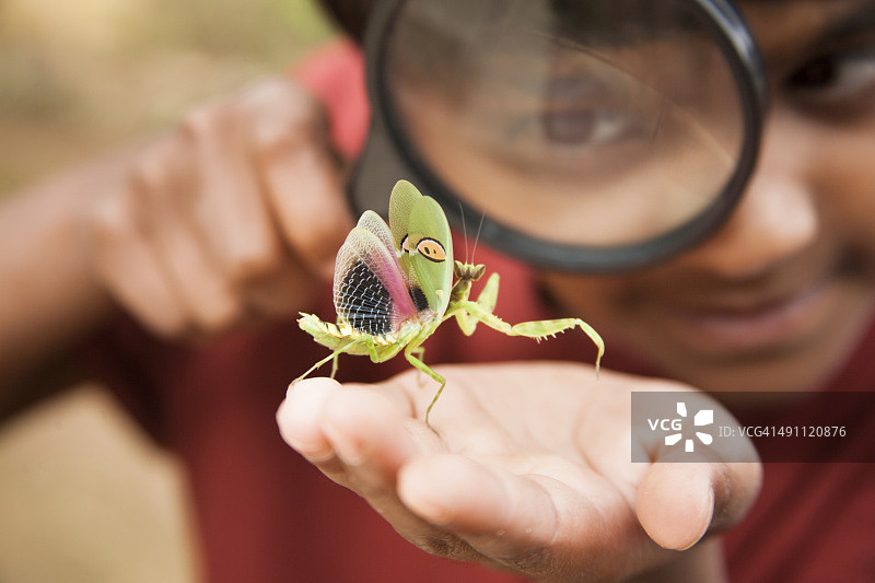 喜欢探索自然的小男孩与昆虫。放大镜。图片素材