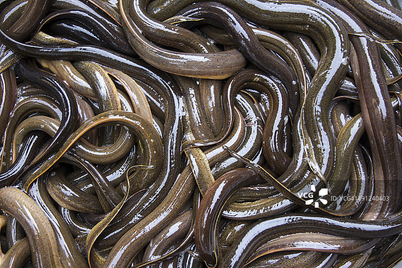 市场上待售的鳗鱼组合图片素材