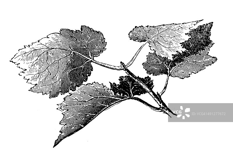 白杨古董插画图片素材