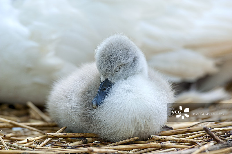 在阳光下睡觉的疣鼻天鹅幼鸟图片素材