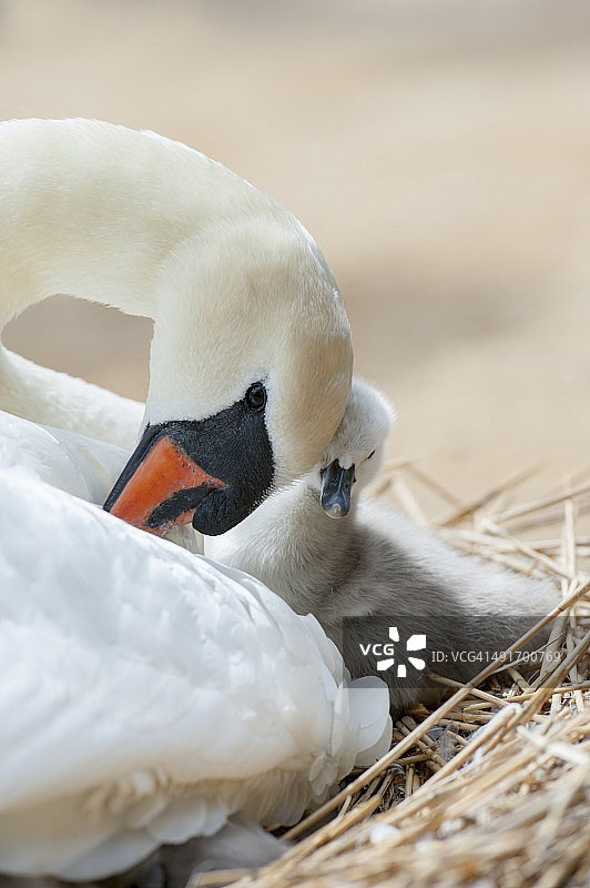 疣鼻天鹅与幼鸟图片素材
