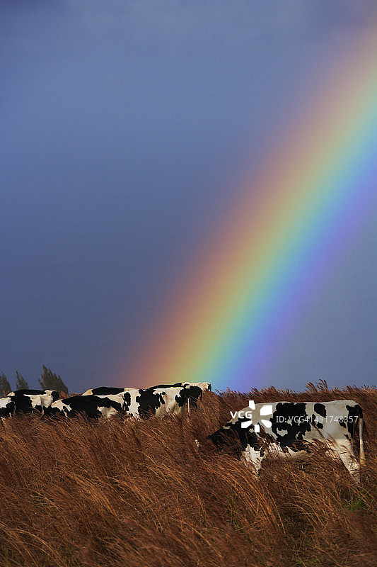 黄昏时分海岸牧场上空的彩虹图片素材