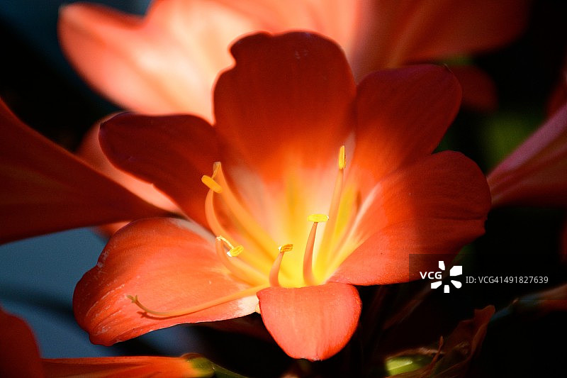 灌木百合图片素材