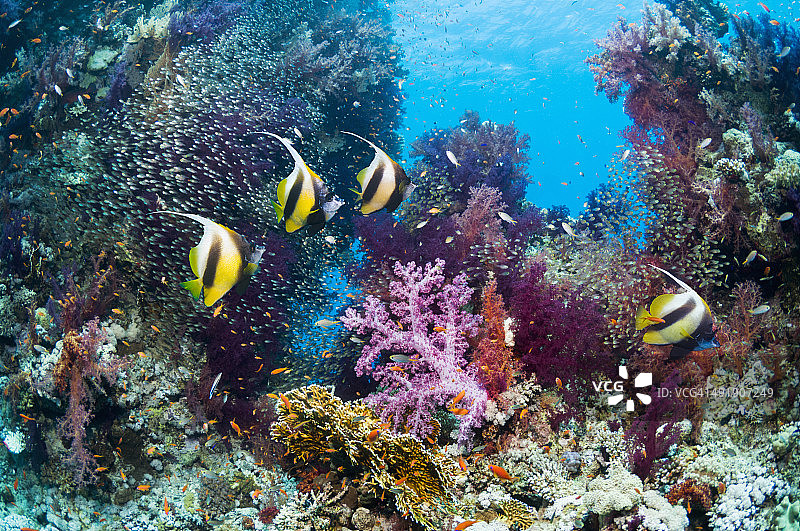 珊瑚礁上的姬蝴蝶鱼图片素材