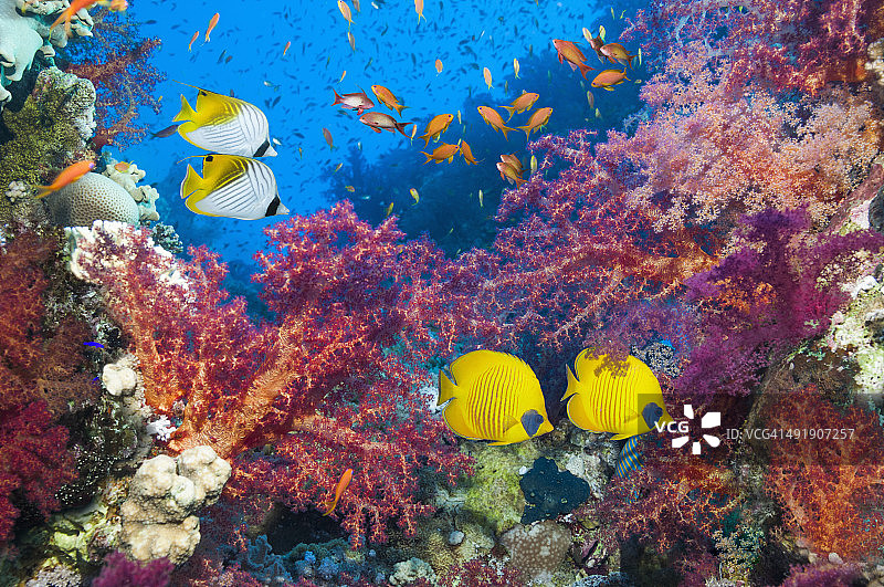 珊瑚礁景观：蝴蝶鱼图片素材
