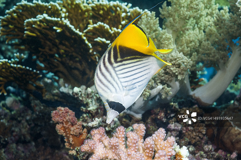 丝鳍蝴蝶鱼图片素材