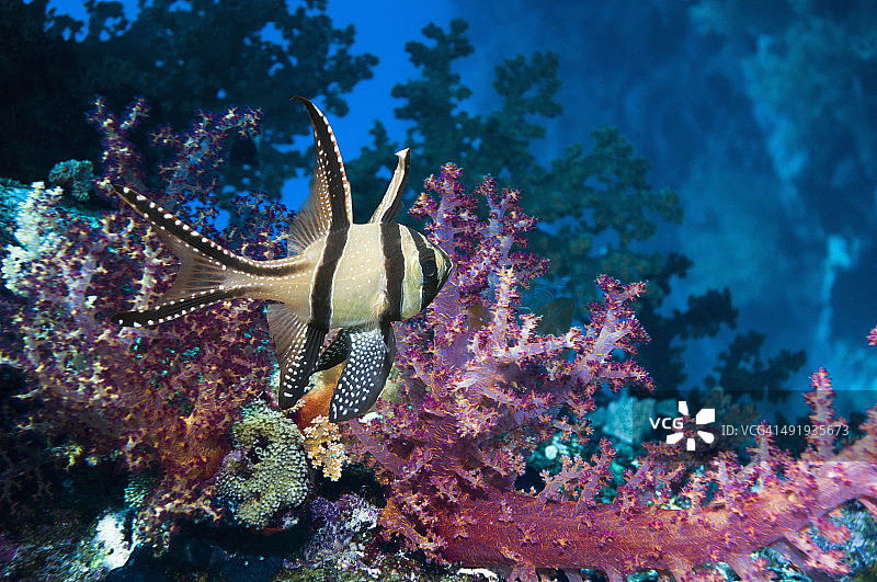 邦盖海丁鱼图片素材