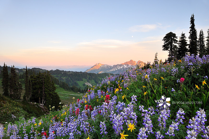 日落时分的野花和塔图什山脉图片素材