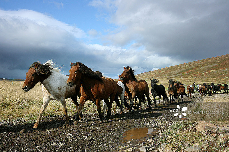 奔跑下山的马图片素材