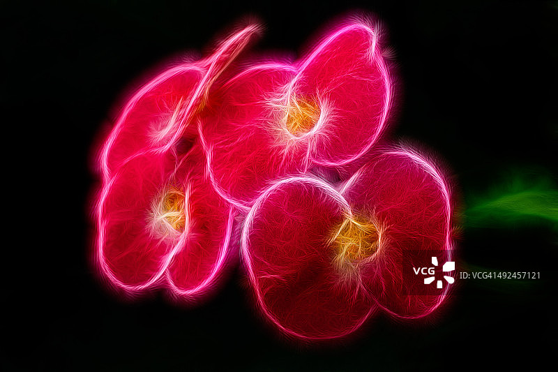 照明的花朵图片素材