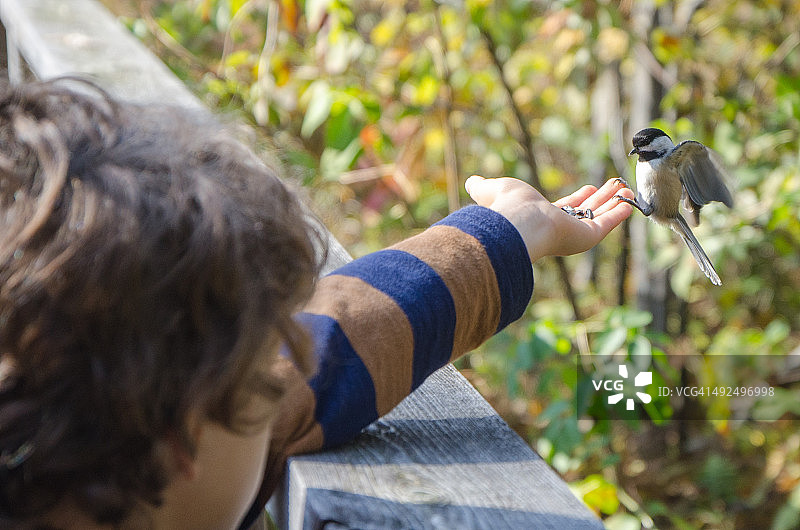 在小男孩手中的黑顶山雀图片素材