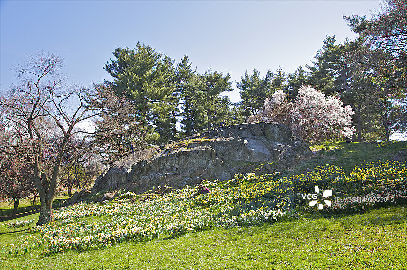 公园斜坡上的黄白色水仙花图片素材