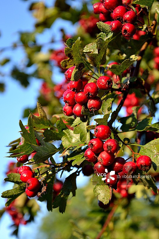 红色秋季浆果图片素材