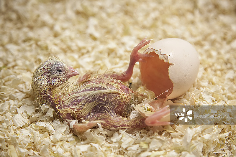 刚孵化的小鸡破壳而出图片素材