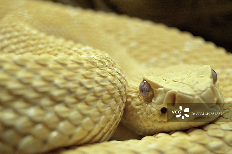 白化蛇图片素材