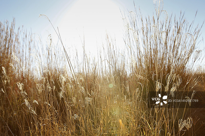 草甸里的野草图片素材