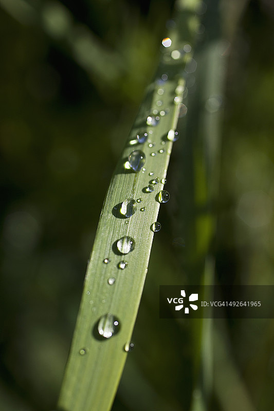 草叶上的雨滴特写图片素材