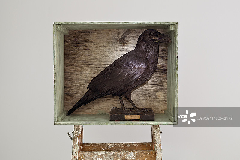 影盒里的填充乌鸦图片素材