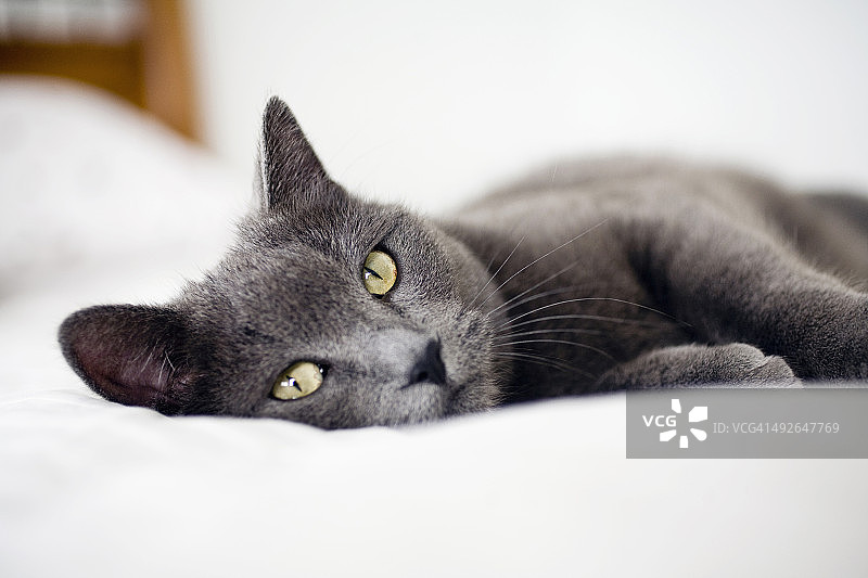 美国科罗拉多州灰色猫咪特写图片素材