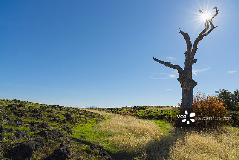 阳光明媚的日子里，俄勒冈州梅德福的田野旁的枯树图片素材
