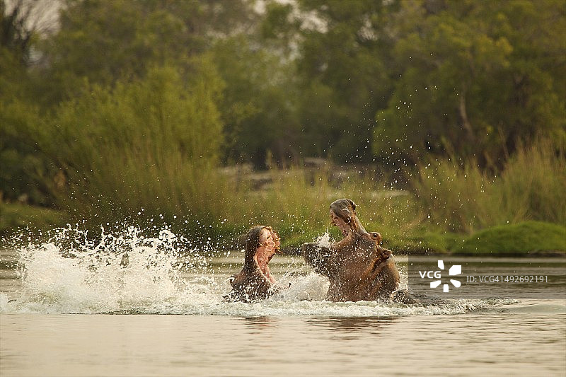 在赞比西河中搏斗的河马图片素材